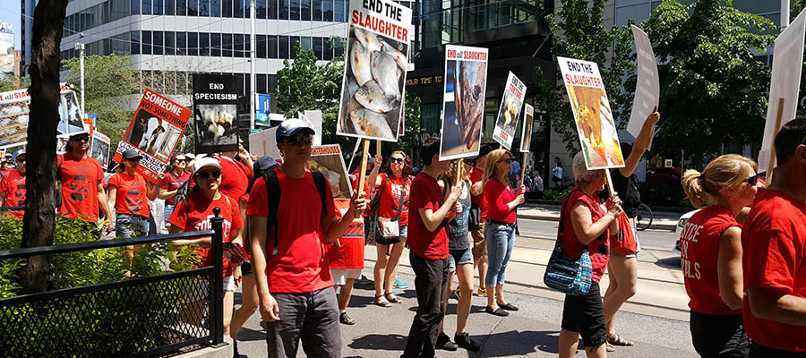 Summer Marches for Animals