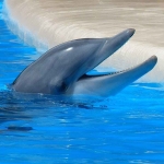 dolphin2