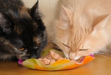 jiu_rf_photo_of_cats_eating_meaty_cat_food (Custom)
