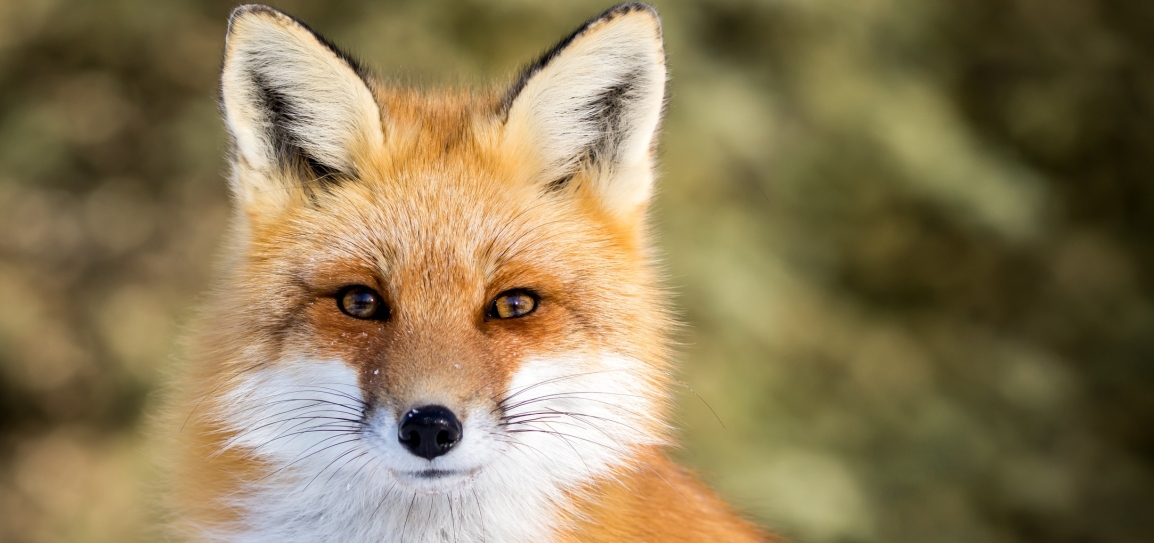 Red Fox - Vulpes vulpes